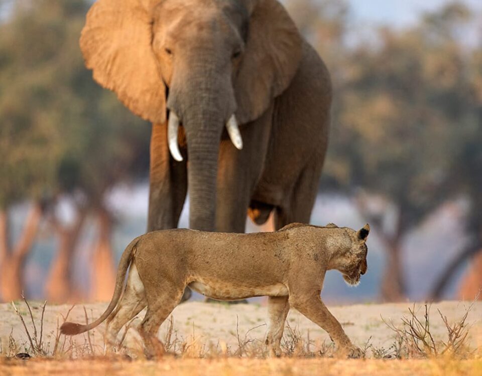 9-Day Uganda Big Five Safari & Gorilla Trekking Tour