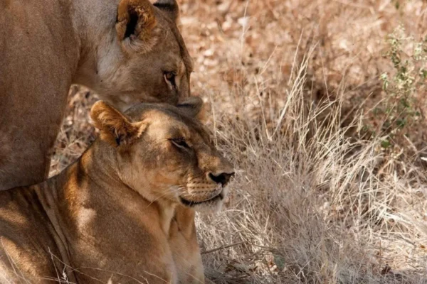 9-Day Ultimate Tanzania Wildlife Safari. 9-Day Ultimate Tanzania Wildlife Safari.