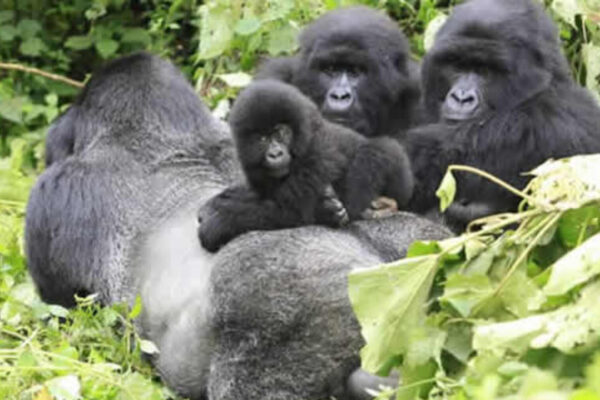 9 Days Rwanda Safari Experience 9 Days Rwanda Safari Experience