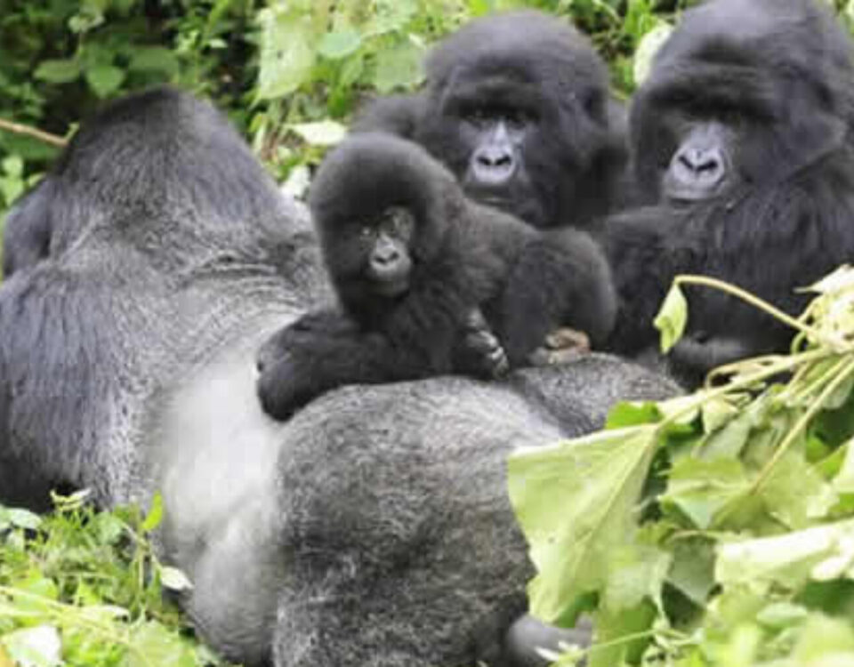 9 Days Rwanda Safari Experience
