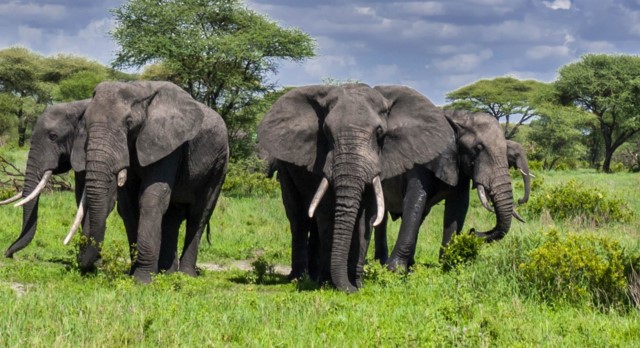 Tarangire National Park