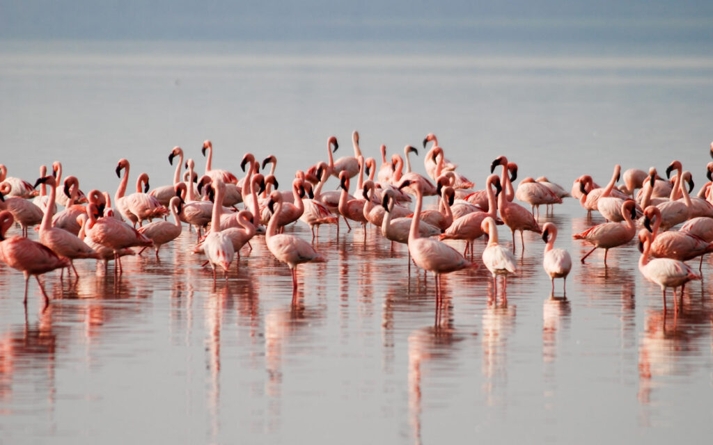 Lake Manyara National Park