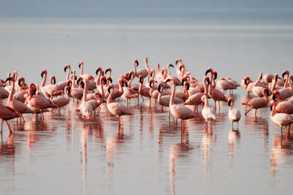 10 Days Kenya Big Five and Birds Safari 10 Days Kenya Big Five and Birds Safari