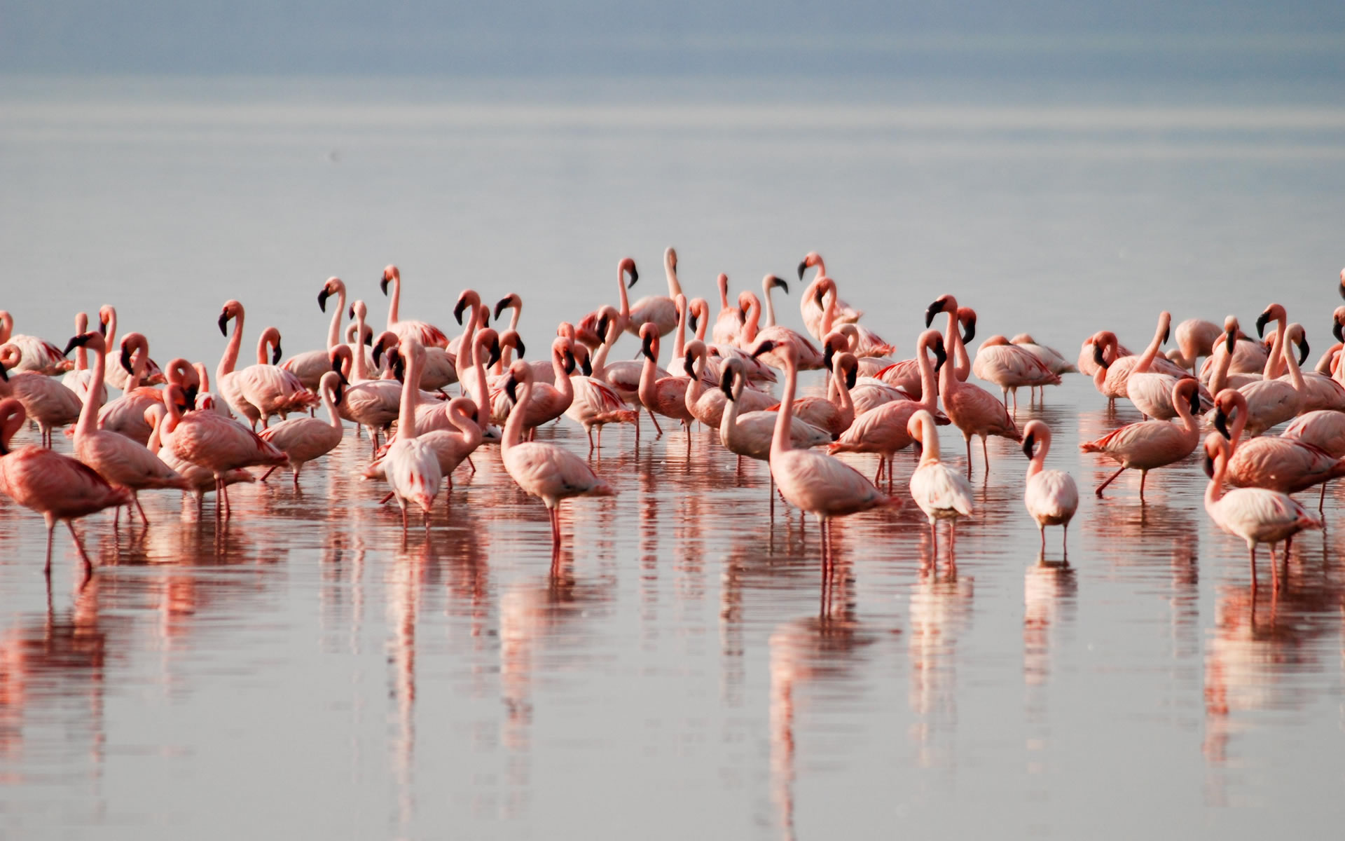 10 Days Kenya Big Five and Birds Safari