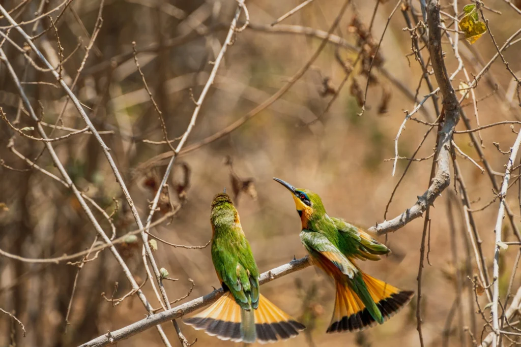 Tanzania Birding Safaris