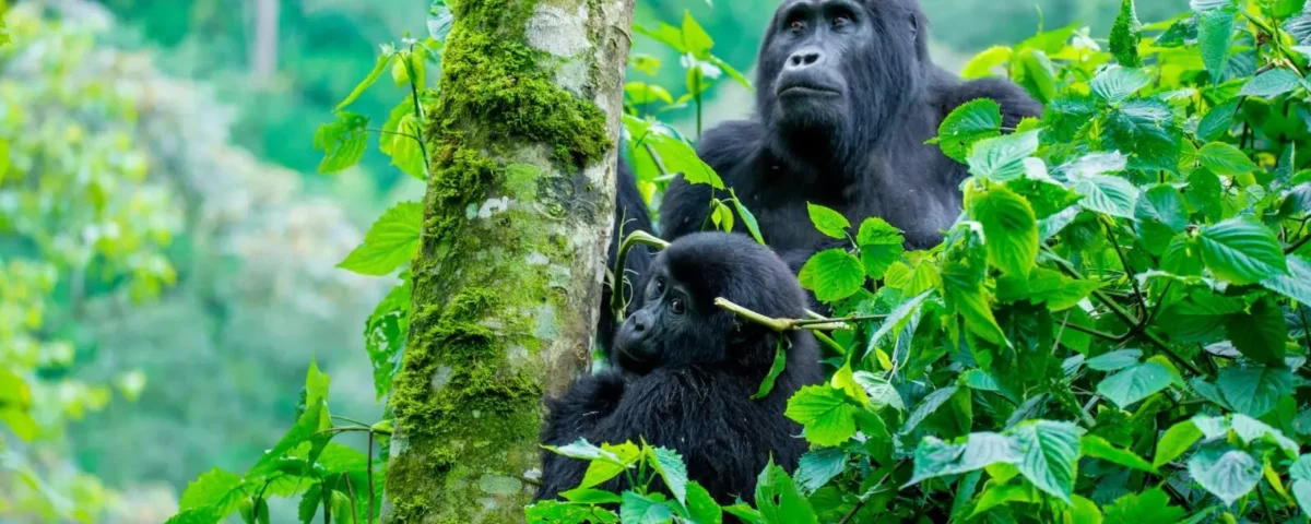Can You Combine Gorilla Trekking with Other amazing Activities in Bwindi Impenetrable National Park?