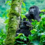Can You Combine Gorilla Trekking with Other amazing Activities in Bwindi Impenetrable National Park?