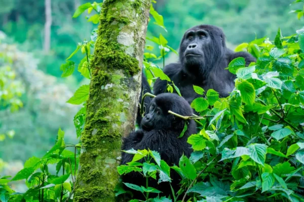 3 Days Rwanda Gorilla Trekking Safari Holiday Expedition