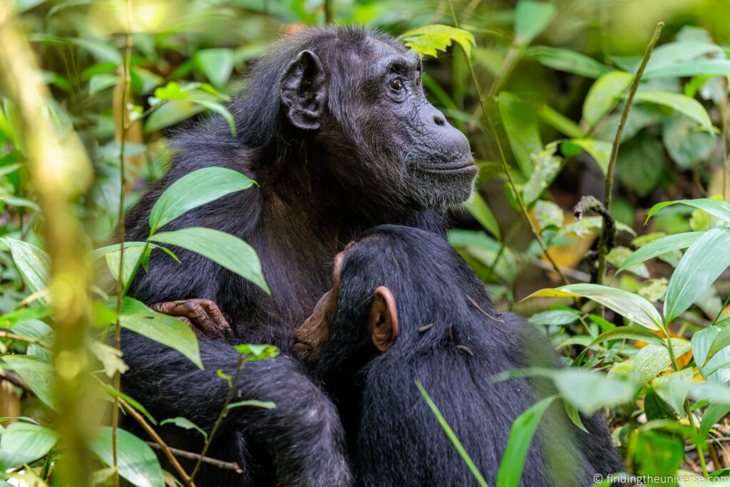 Nyungwe National Park