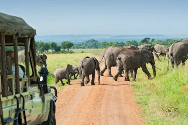Game Drives-in-Queen-Elizabeth Game Drives-in-Murchison Falls