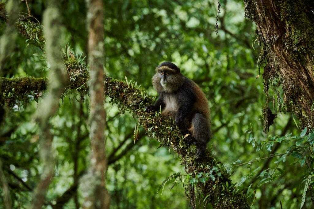 Mgahinga Gorilla National Park