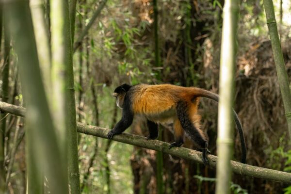 Golden Monkey Safaris