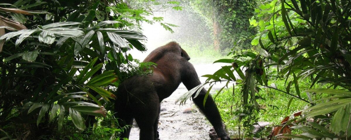 Uganda Safari Holidays