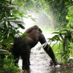 Uganda Safari Holidays