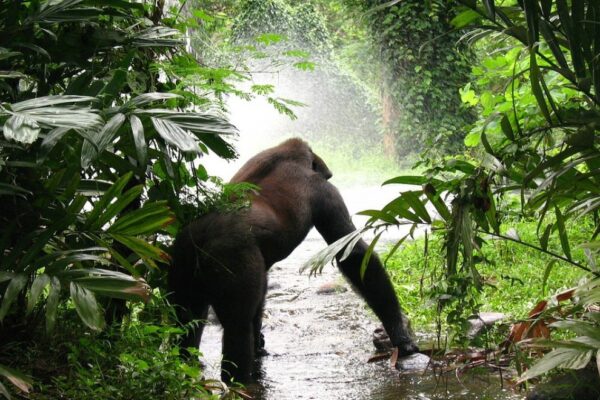 Uganda Safari Holidays Uganda Safari Holidays