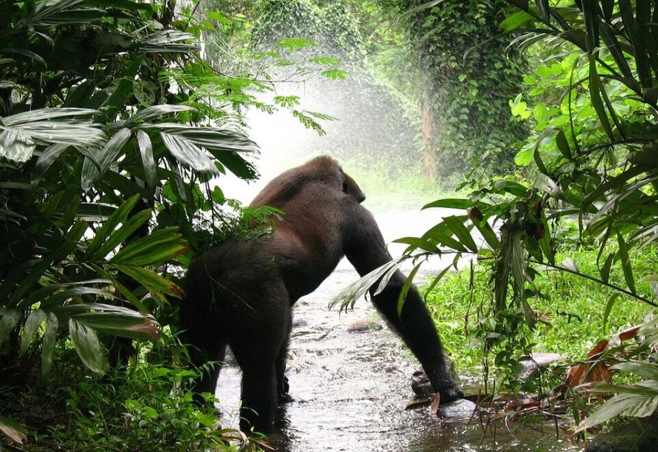Uganda Safari Holidays