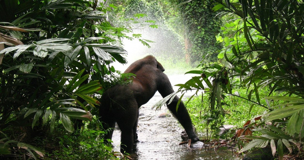 Uganda Safari Holidays