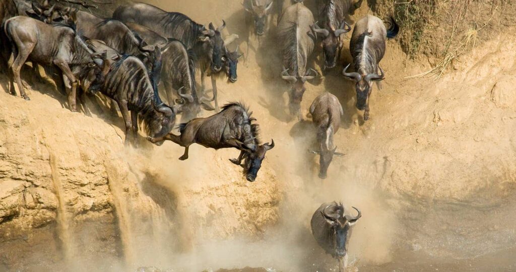 9 Days Masai Mara Migration Safari