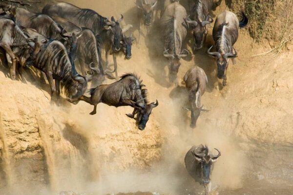 Great Wildebeest Migration 9 Days Masai Mara Migration Safari