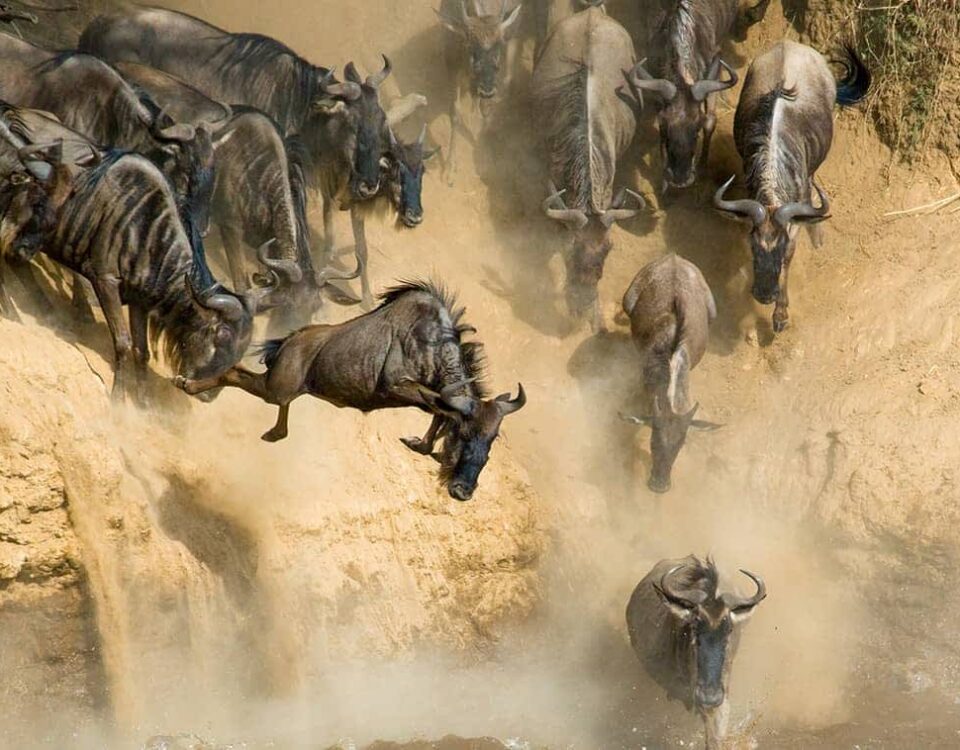 9 Days Masai Mara Migration Safari
