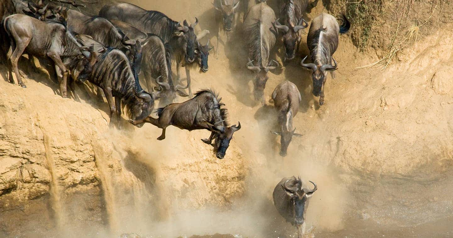 9 Days Masai Mara Migration Safari
