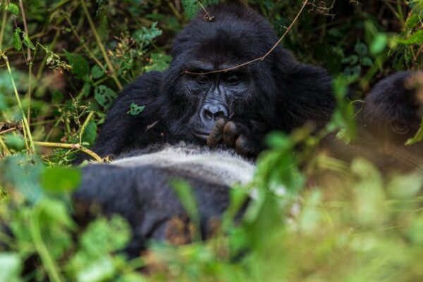 In Which Sectors on Bwindi Impenetrable Forest Can I Go for Gorilla Trekking 12-Day Uganda Big Five Safari & Gorilla Trekking Tour