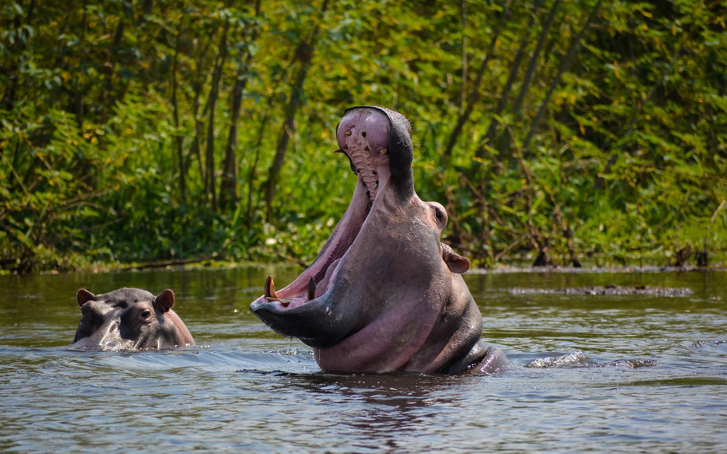 3 Days Murchison Falls Uganda Big Five Safari
