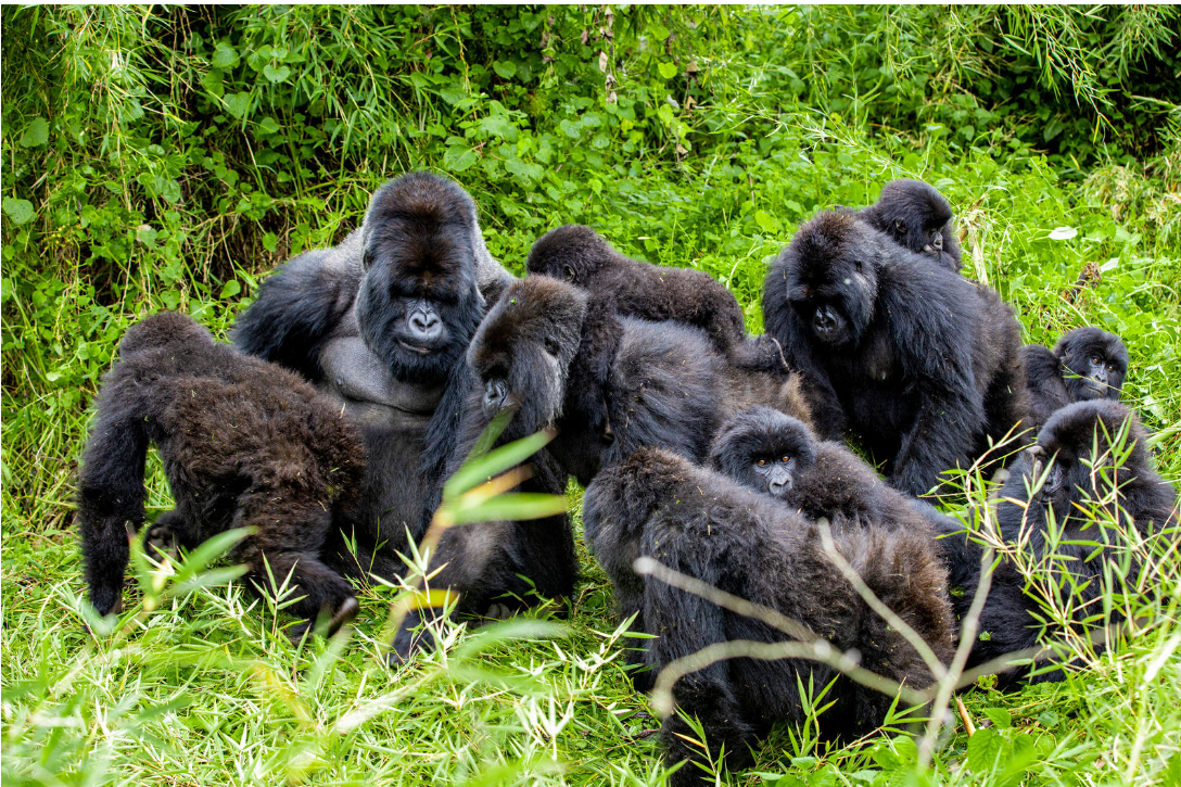 Why is bwindi forest referred to as an impenetrable forest