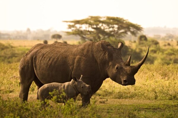 Kenya Wildlife Safaris 5 Days Kenya Wildlife Safari
