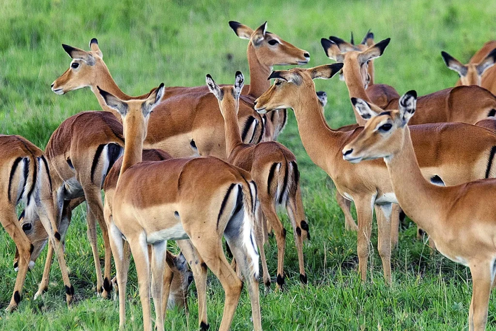 Lake Mburo National Park