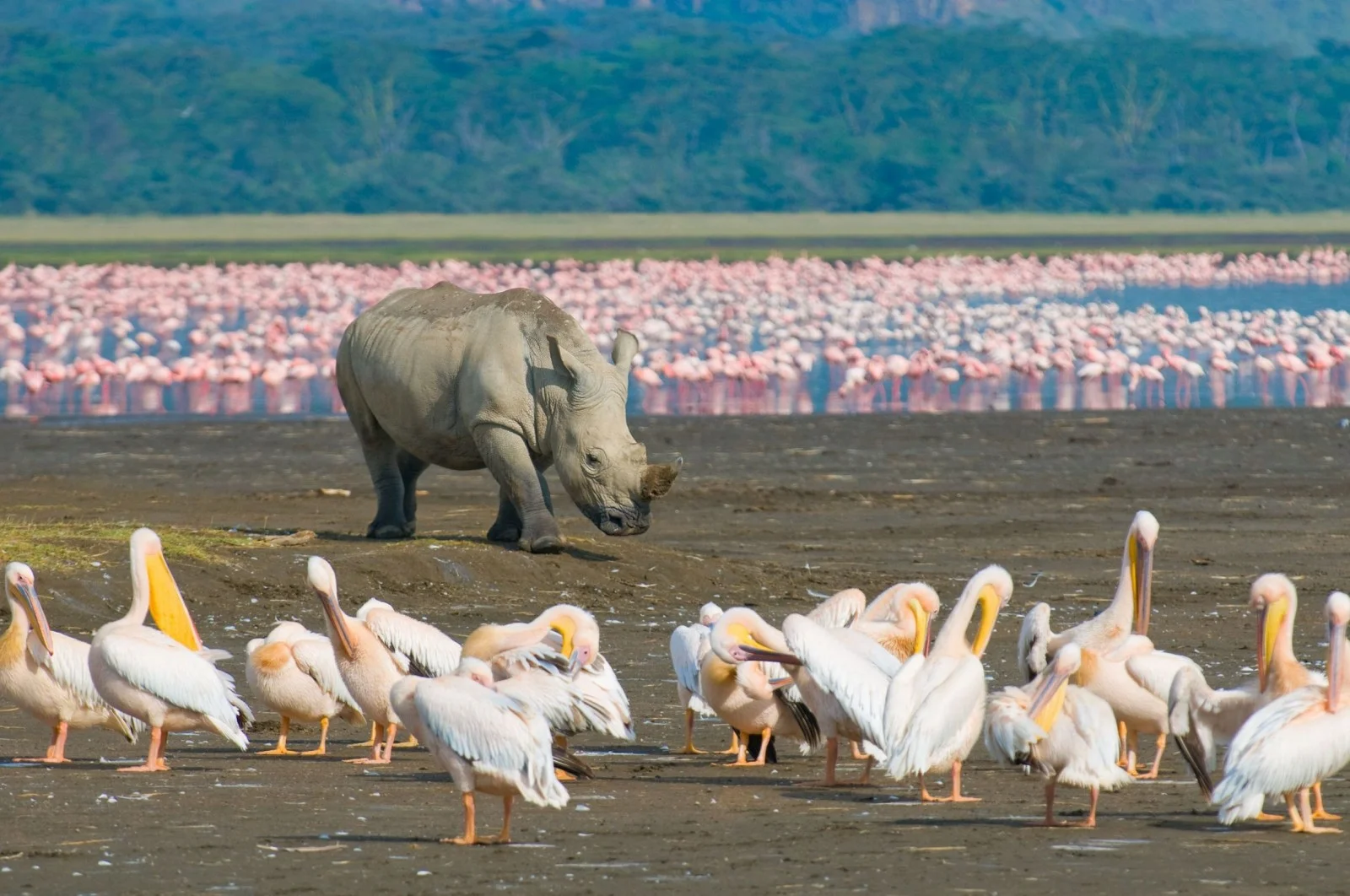 6 Days Kenya Great Rift Valley Safari
