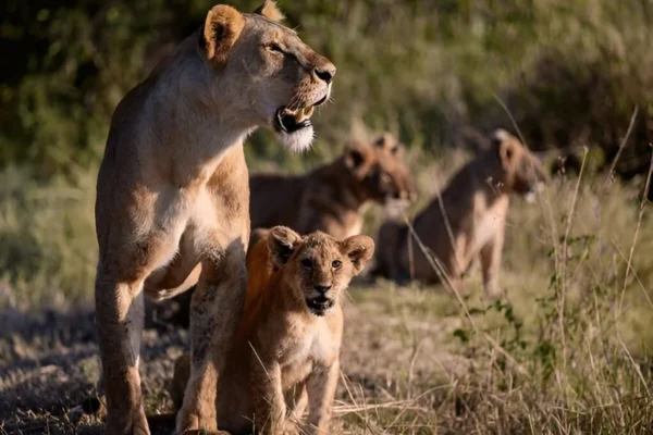 Lion Tracking Lion Tracking