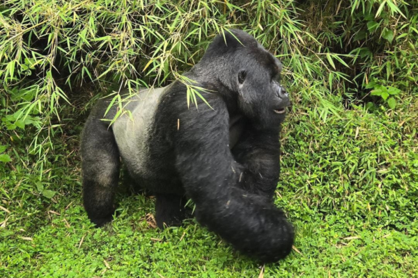 5 Days Rwanda BIG APES Safari