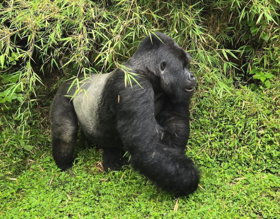 5 Days Rwanda BIG APES Safari