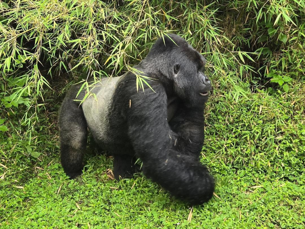 5 Days Rwanda BIG APES Safari