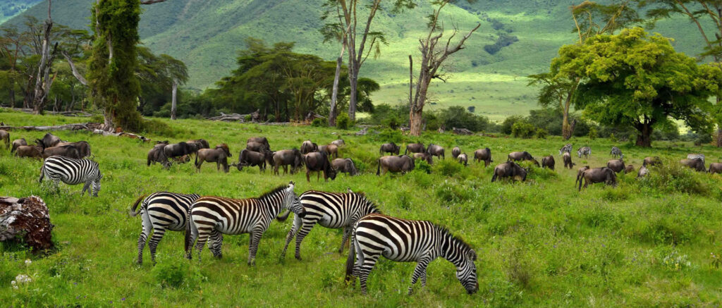 Ngorongoro Conservation Area