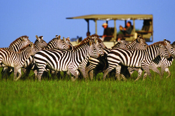11-Day Tanzania Wildlife Elegance & Island Escape Safari with Zanzibar