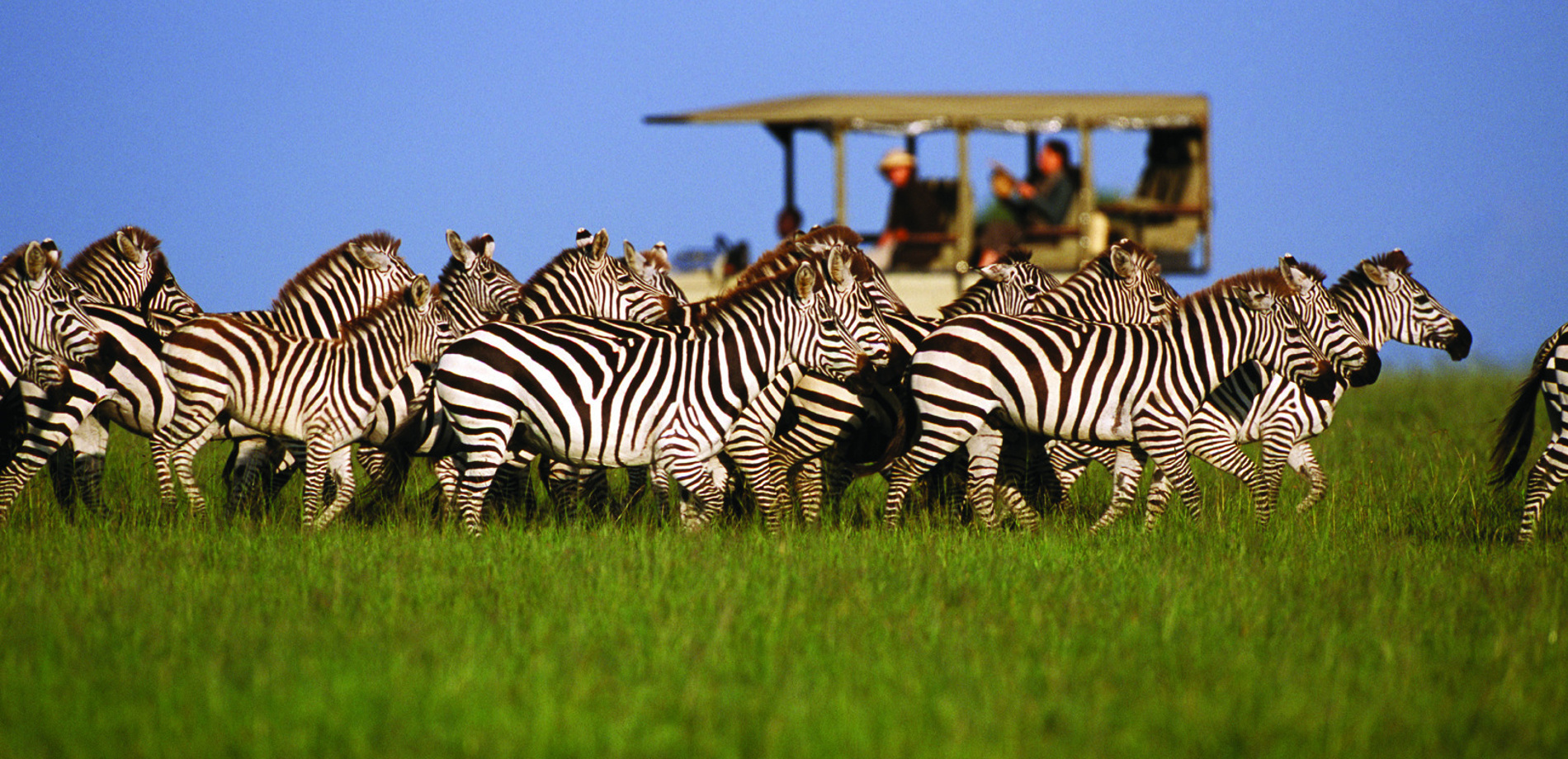 11-Day Tanzania Wildlife Elegance & Island Escape Safari with Zanzibar