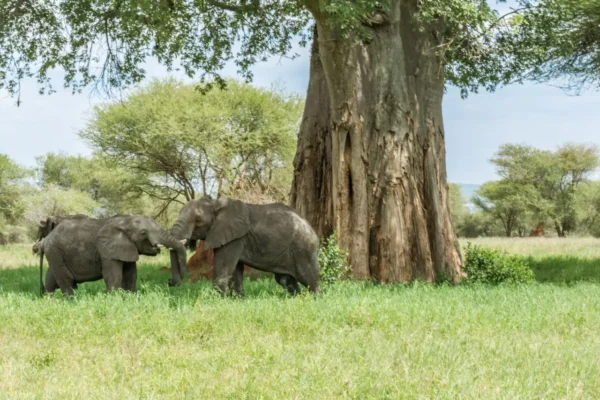 Tarangire-Elephants 8-Day Tanzania Mid-Range Safari Holiday Expedition