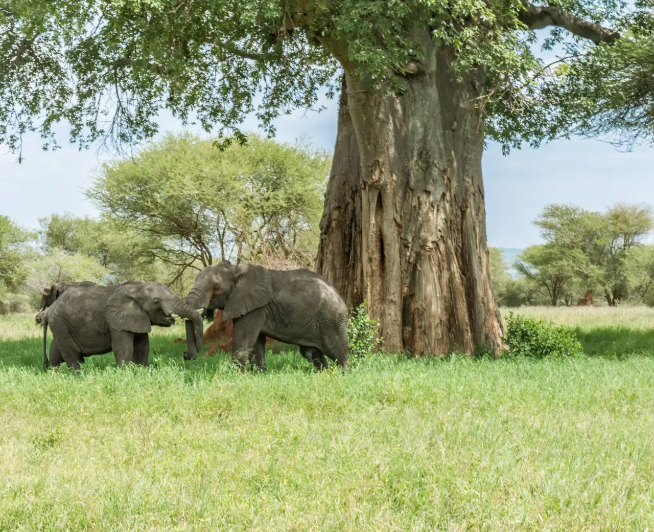 8-Day Tanzania Mid-Range Safari Holiday Expedition