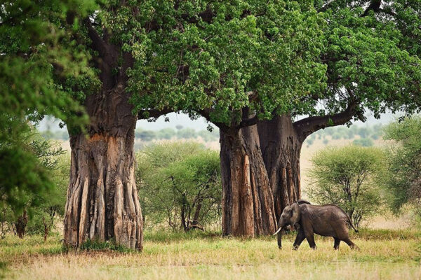 Tarangire National Park2 5-Day Best of Tanzania (Luxury) Safari