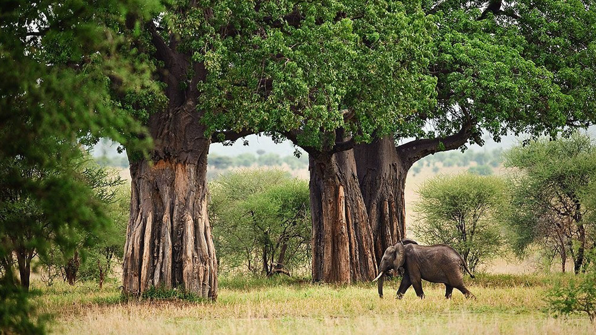 5-Day Best of Tanzania (Luxury) Safari