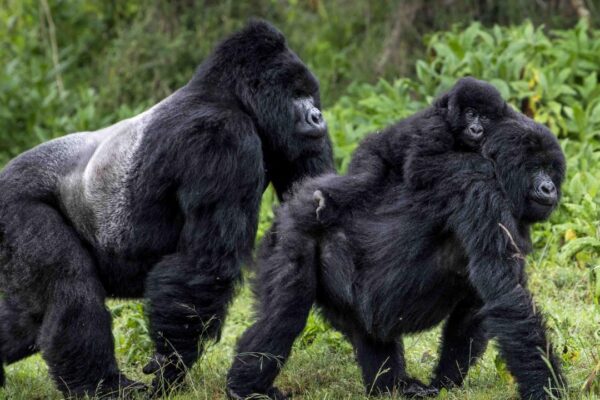 Top-Primate-Safaris-in-Africa 6 Days Uganda Adventure Tour