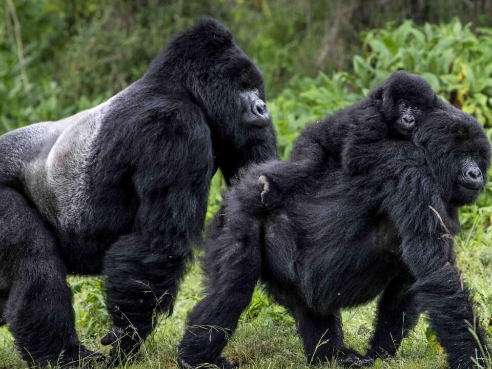 6 Days Uganda Adventure Tour