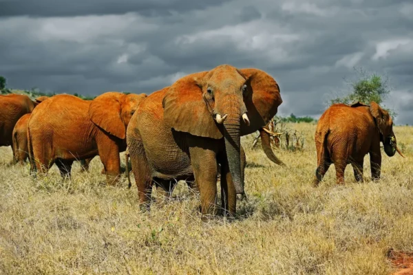 Tsavo East National Park2 6 Days Tsavo East and West Safari