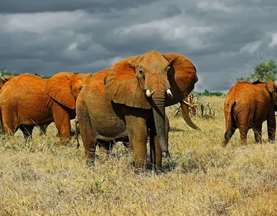 6 Days Tsavo East and West Safari