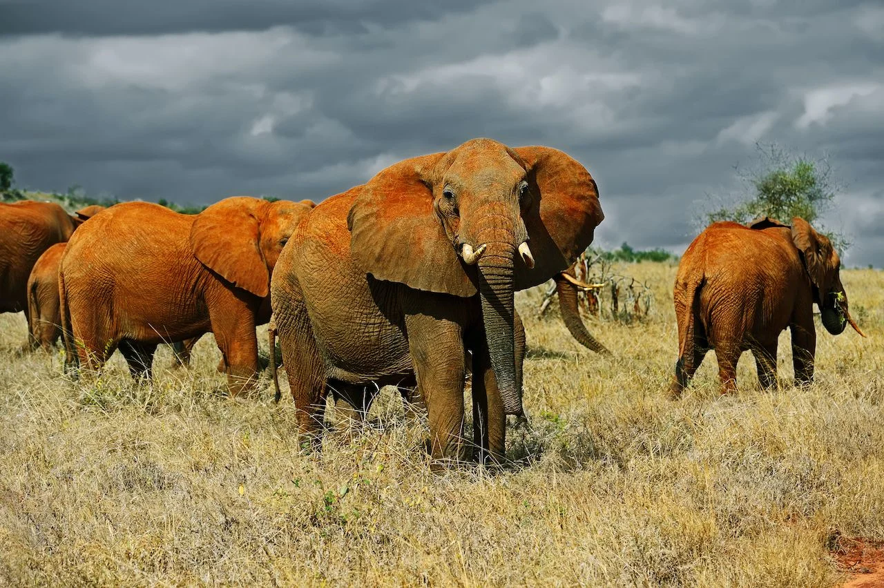 6 Days Tsavo East and West Safari