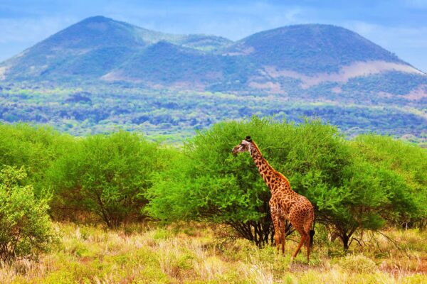 Tsavo West Kenya 15 Days Kenya Ultimate Big Five Safari Holiday Expedition