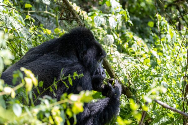 14-Day Uganda Big Five Tour & Gorilla Trekking Safari