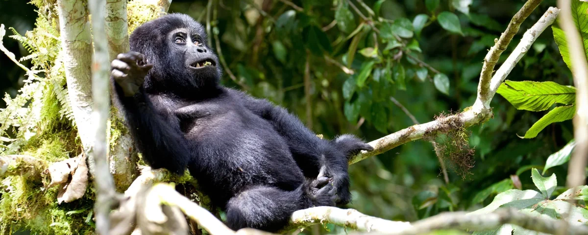 6 Days Rwanda Primates Safari